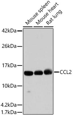 Western blot - CCL2 antibody (A7277)