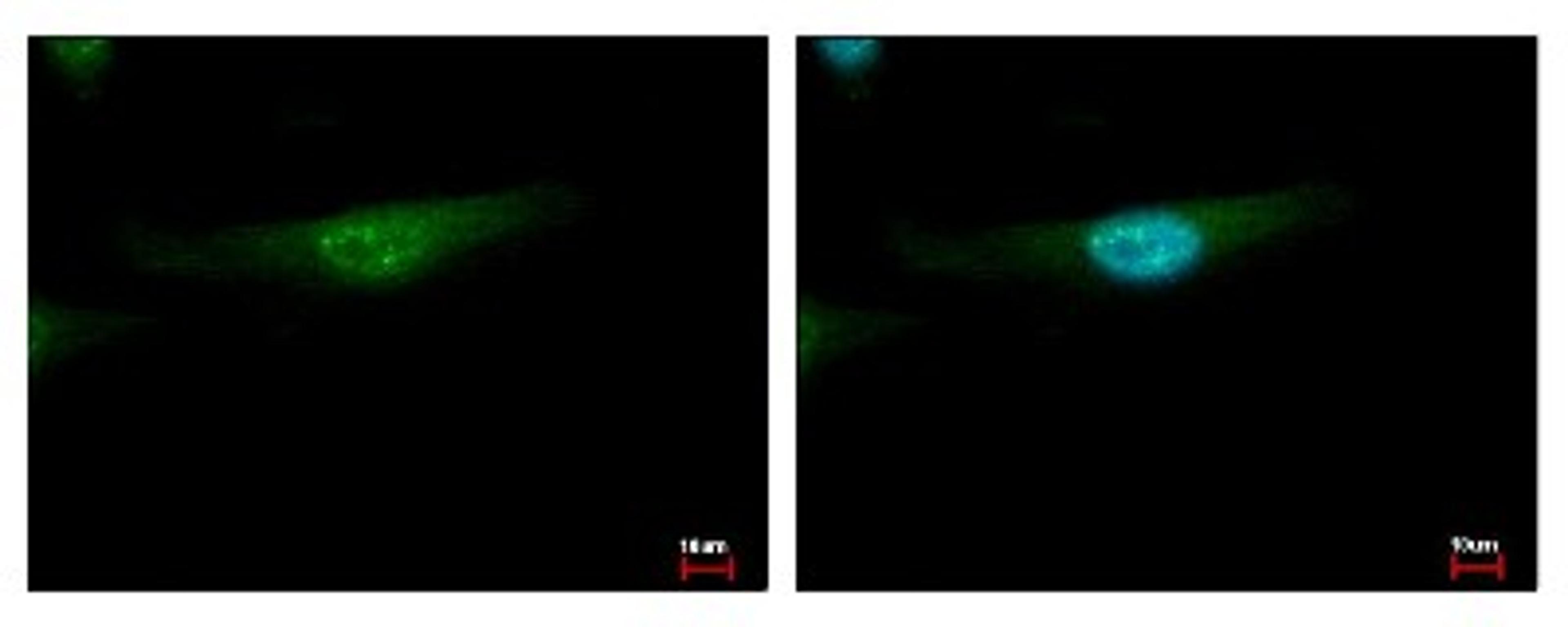 Immunocytochemistry/Immunofluorescence: MSY2 Antibody [NBP2-19422] - Sample: HeLa cells were fixed in iced-cold MeOH for 5 min. Green: YBX2 protein stained by YBX2 antibody, Internal diluted at 1:500. Blue: Hoechst 33343 staining.