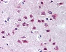 Immunohistochemistry staining of UBA6 in brain cortex (formalin-fixed paraffin embedded) tissue using UBA6 Antibody.