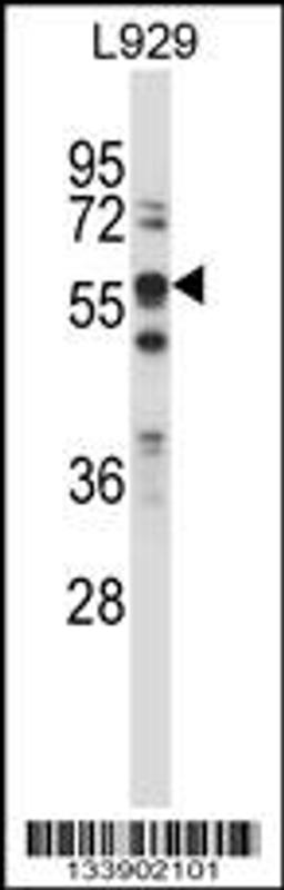 Western blot analysis in L929 cell line lysates (35ug/lane).