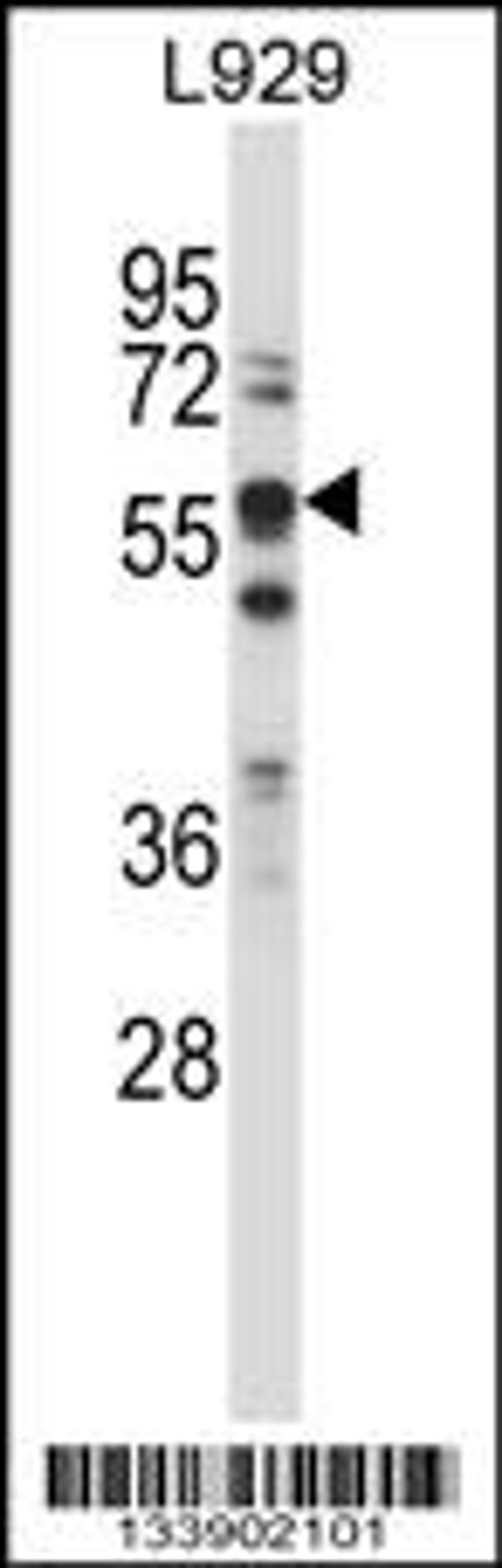 Western blot analysis in L929 cell line lysates (35ug/lane).