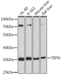 Western blot - TEFM antibody (A8511)