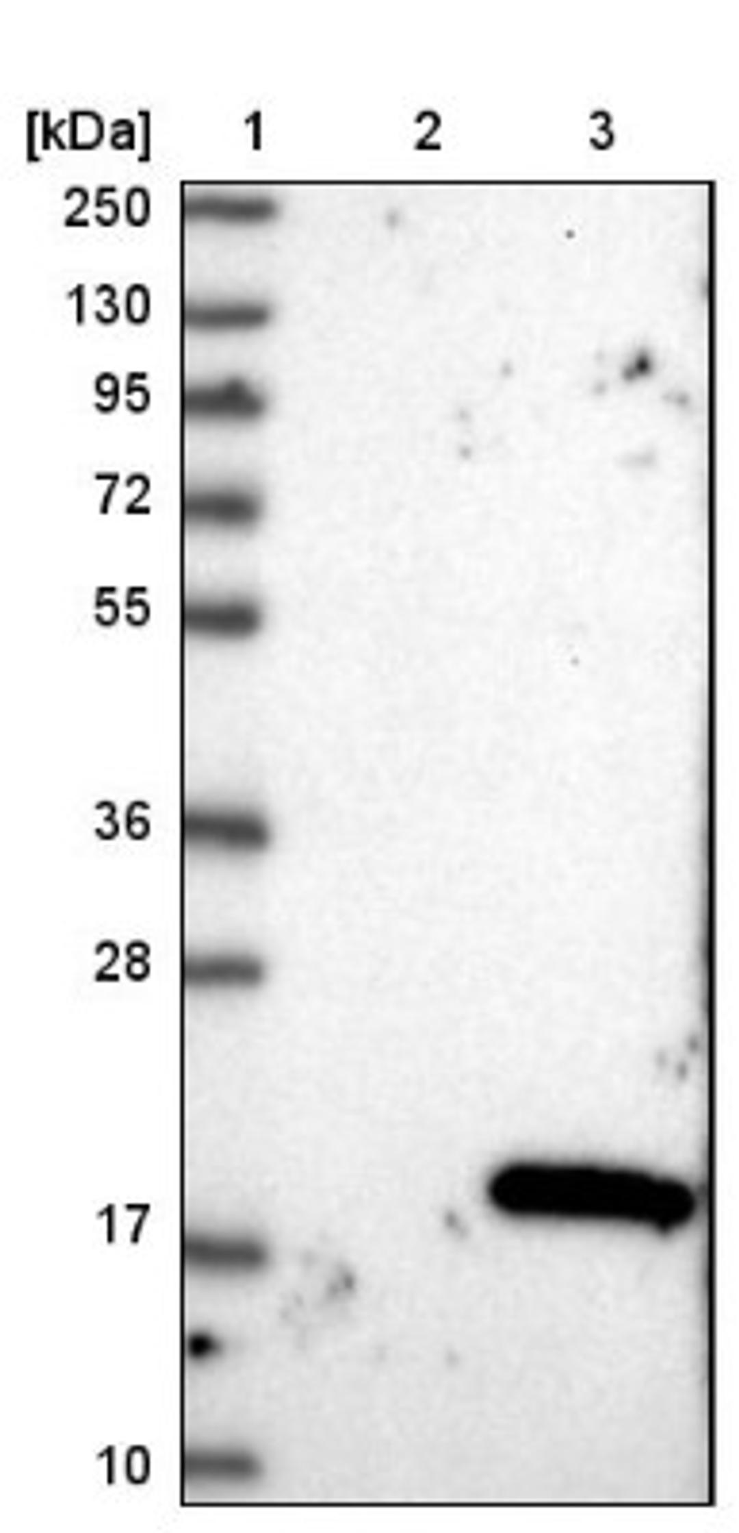 Western Blot: PPDPF Antibody [NBP1-88304] - Lane 1: Marker [kDa] 250, 130, 95, 72, 55, 36, 28, 17, 10<br/>Lane 2: Negative control (vector only transfected HEK293T lysate)<br/>Lane 3: Over-expression lysate (Co-expressed with a C-terminal myc-DDK tag (~3.1 kDa) in mammalian HEK293T cells, LY411320)