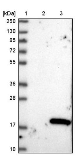 Western Blot: PPDPF Antibody [NBP1-88304] - Lane 1: Marker [kDa] 250, 130, 95, 72, 55, 36, 28, 17, 10<br/>Lane 2: Negative control (vector only transfected HEK293T lysate)<br/>Lane 3: Over-expression lysate (Co-expressed with a C-terminal myc-DDK tag (~3.1 kDa) in mammalian HEK293T cells, LY411320)