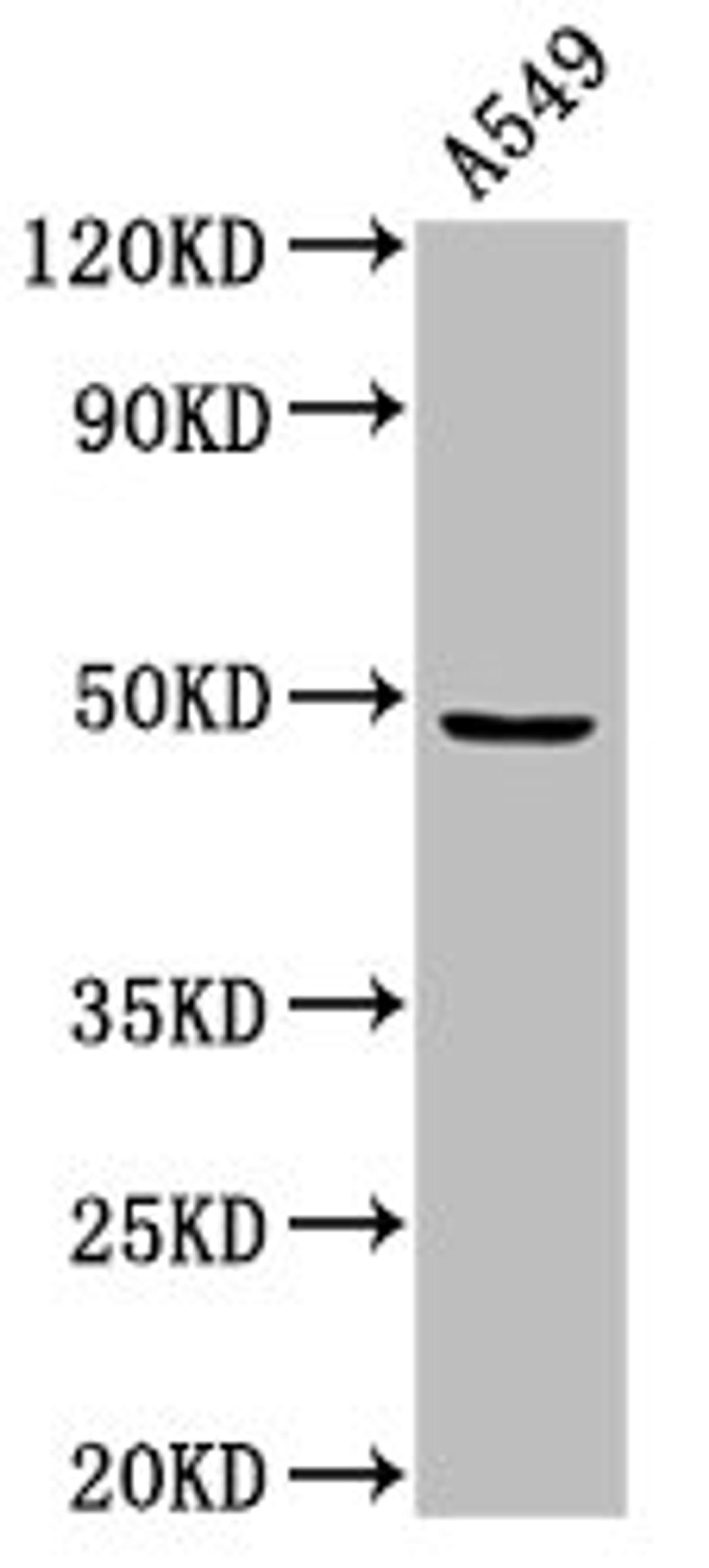 Western Blot. Positive WB detected in: A549 whole cell lysate. All lanes: MAZ antibody at 3µg/ml. Secondary. Goat polyclonal to rabbit IgG at 1/50000 dilution. Predicted band size: 49, 52, 47, 18 kDa. Observed band size: 49 kDa