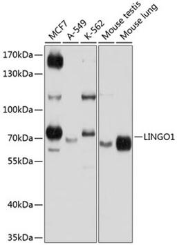 Western blot - LINGO1 antibody (A9369)