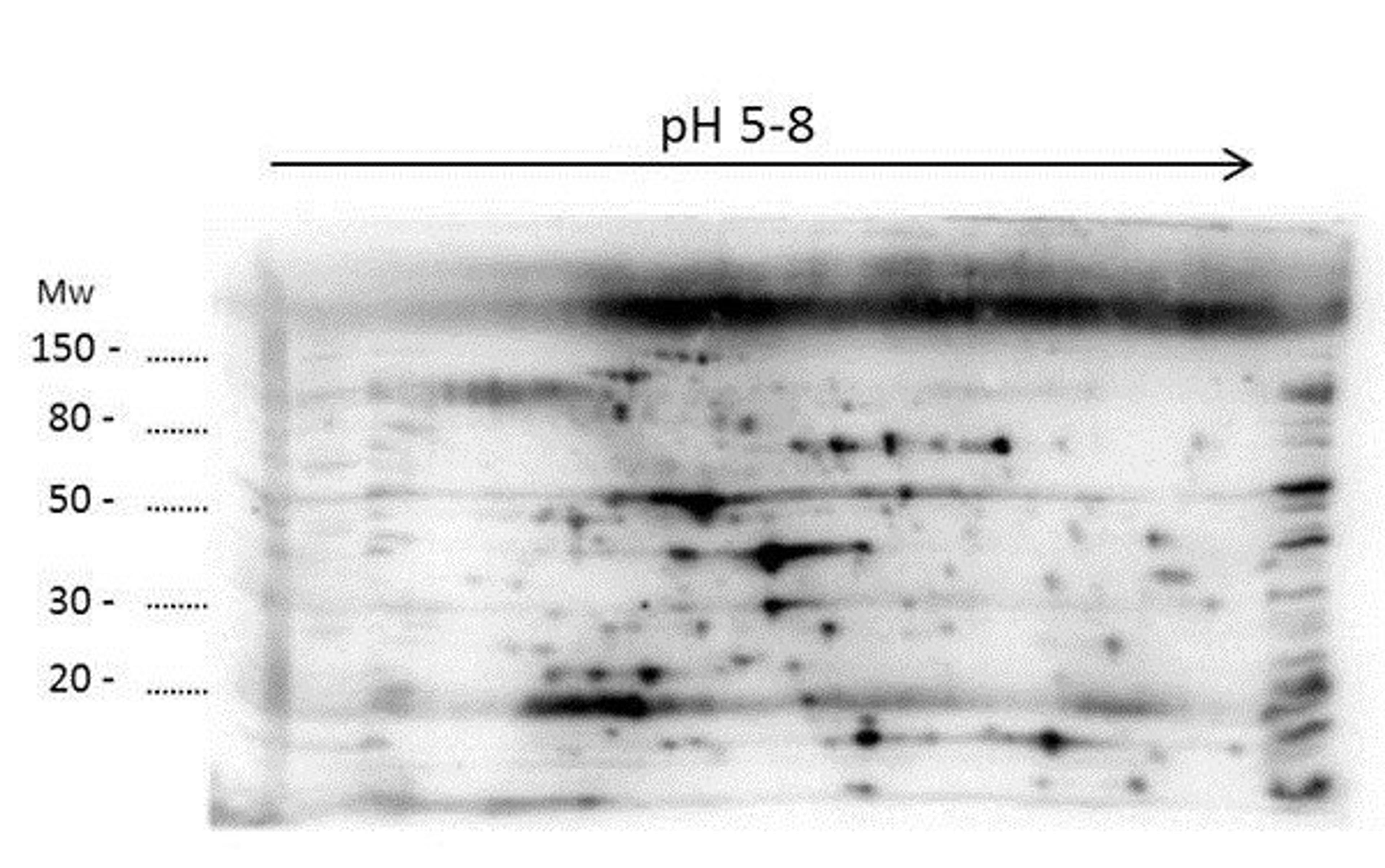 Western blot analysis of E.coli Low Molecular Weight Host Cell Protein using LMW E.Coli Host Cell Proteins antibody