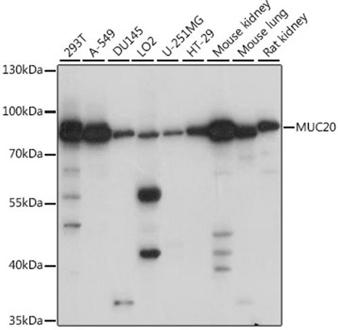 Western blot - MUC20 antibody (A15968)