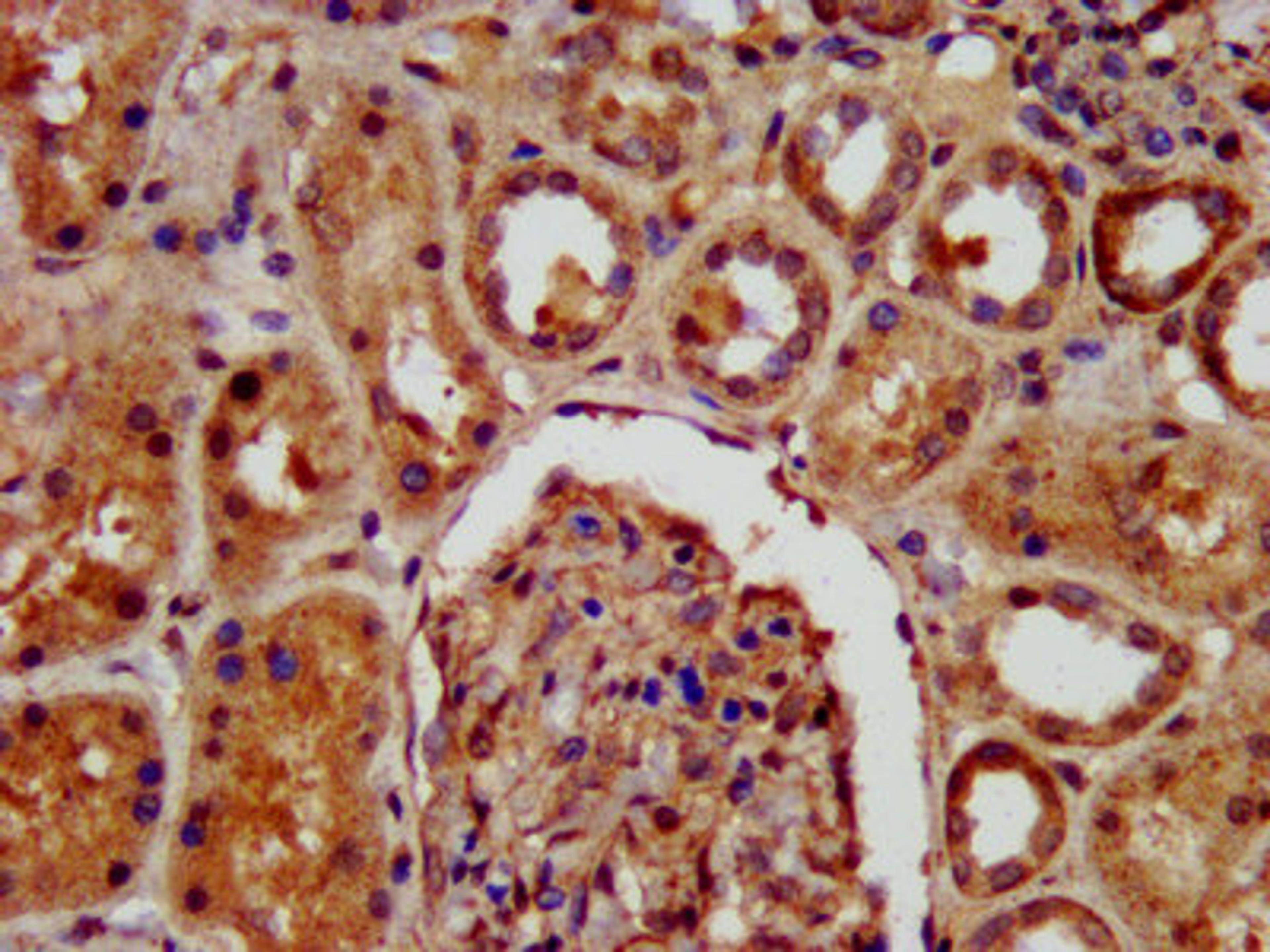 IHC image of CSB-PA619894LA01HU diluted at 1:400 and staining in paraffin-embedded human kidney tissue performed on a Leica BondTM system. After dewaxing and hydration, antigen retrieval was mediated by high pressure in a citrate buffer (pH 6.0). Section was blocked with 10% normal goat serum 30min at RT. Then primary antibody (1% BSA) was incubated at 4°C overnight. The primary is detected by a biotinylated secondary antibody and visualized using an HRP conjugated SP system.