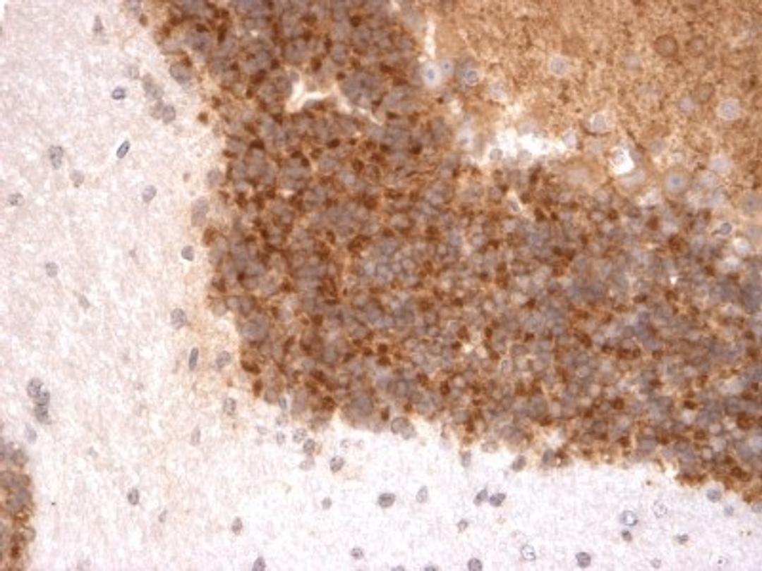 Immunohistochemistry-Paraffin: Kv4.3 Antibody (S75-41) [NBP1-48249] - Mouse cerebellum. Neurons appear to be positive on the membrane and slightly in the cytoplasm. Positivity on the fibers as well. Negative white matter.