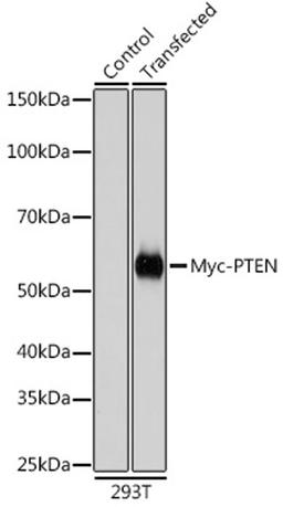 Immunoprecipitation - 3ug Rabbit anti Myc-Tag mAb (AE070)