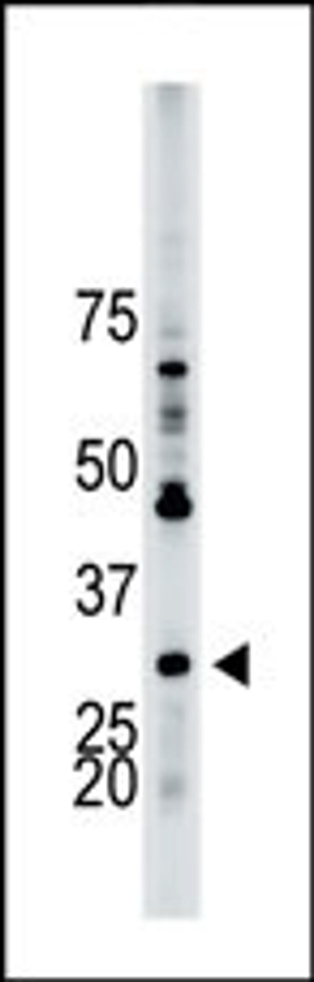 Antibody is used in Western blot to detect YWHAB in HL-60 cell lysate.