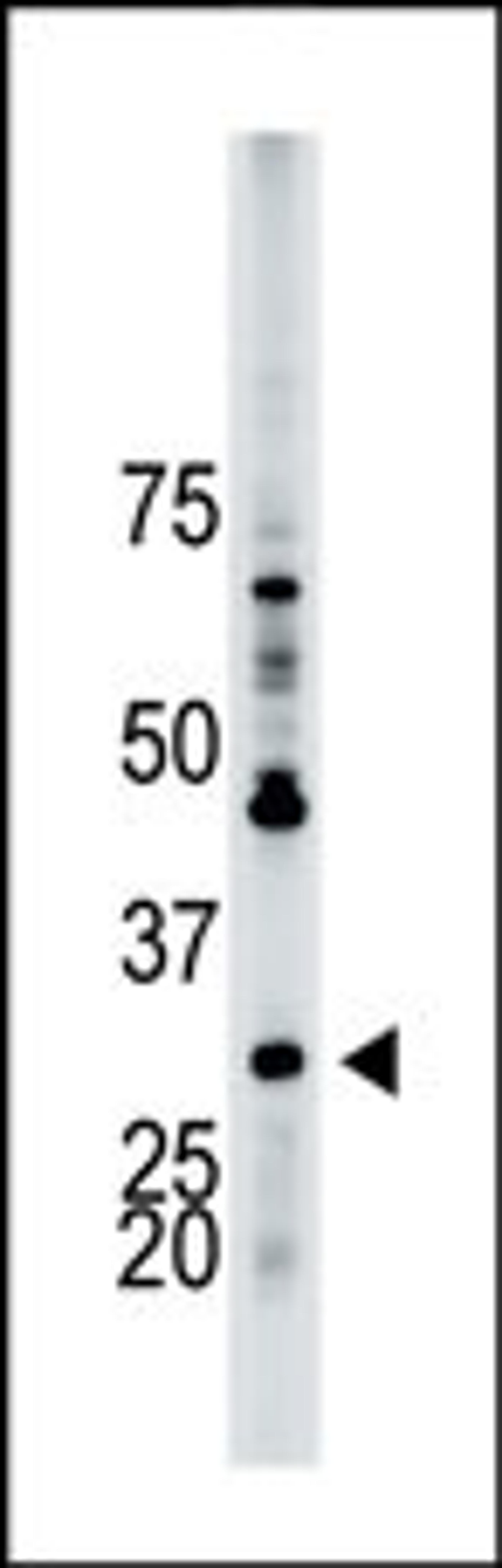 Antibody is used in Western blot to detect YWHAB in HL-60 cell lysate.