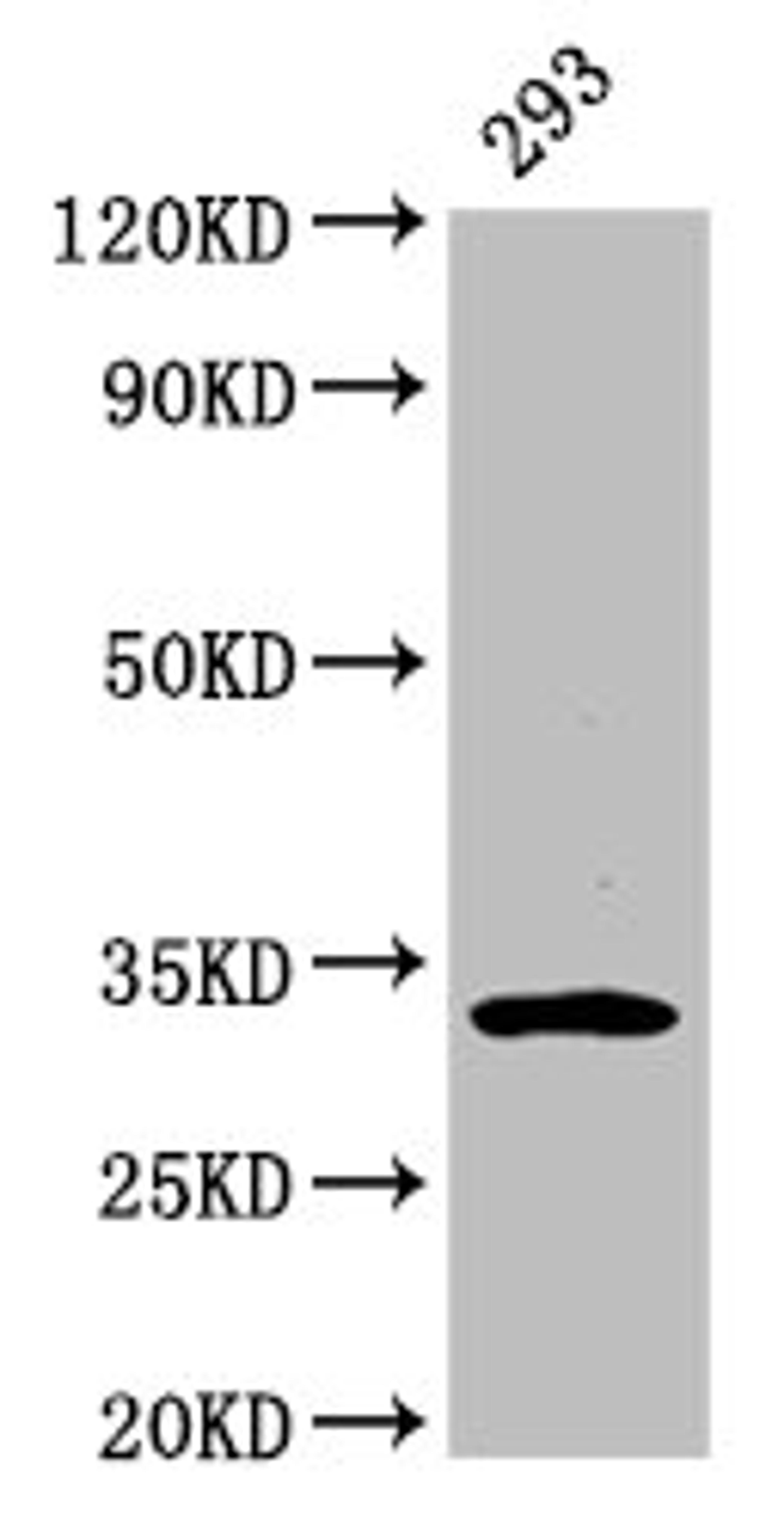 Western Blot. Positive WB detected in: 293 whole cell lysate. All lanes: EAPP antibody at 3.2µg/ml. Secondary. Goat polyclonal to rabbit IgG at 1/50000 dilution. Predicted band size: 33 kDa. Observed band size: 33 kDa
