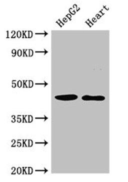 Western Blot. Positive WB detected in: HepG2 whole cell lysate, Rat heart tissue. All lanes: GULP1 antibody at 2µg/ml. Secondary. Goat polyclonal to rabbit IgG at 1/50000 dilution. Predicted band size: 35, 20, 23, 34 kDa. Observed band size: 45 kDa