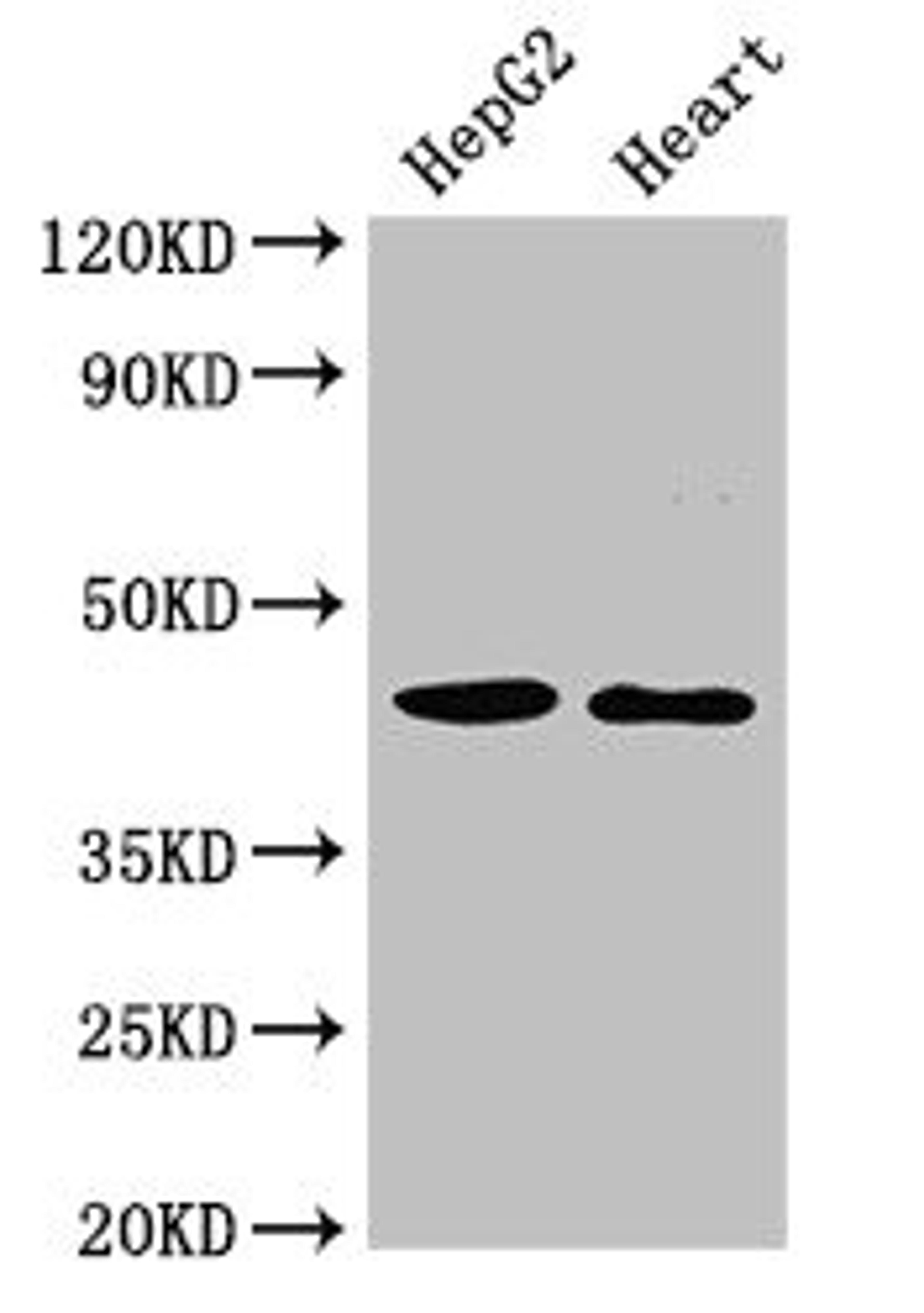 Western Blot. Positive WB detected in: HepG2 whole cell lysate, Rat heart tissue. All lanes: GULP1 antibody at 2µg/ml. Secondary. Goat polyclonal to rabbit IgG at 1/50000 dilution. Predicted band size: 35, 20, 23, 34 kDa. Observed band size: 45 kDa