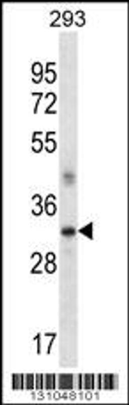 Western blot analysis in 293 cell line lysates (35ug/lane).