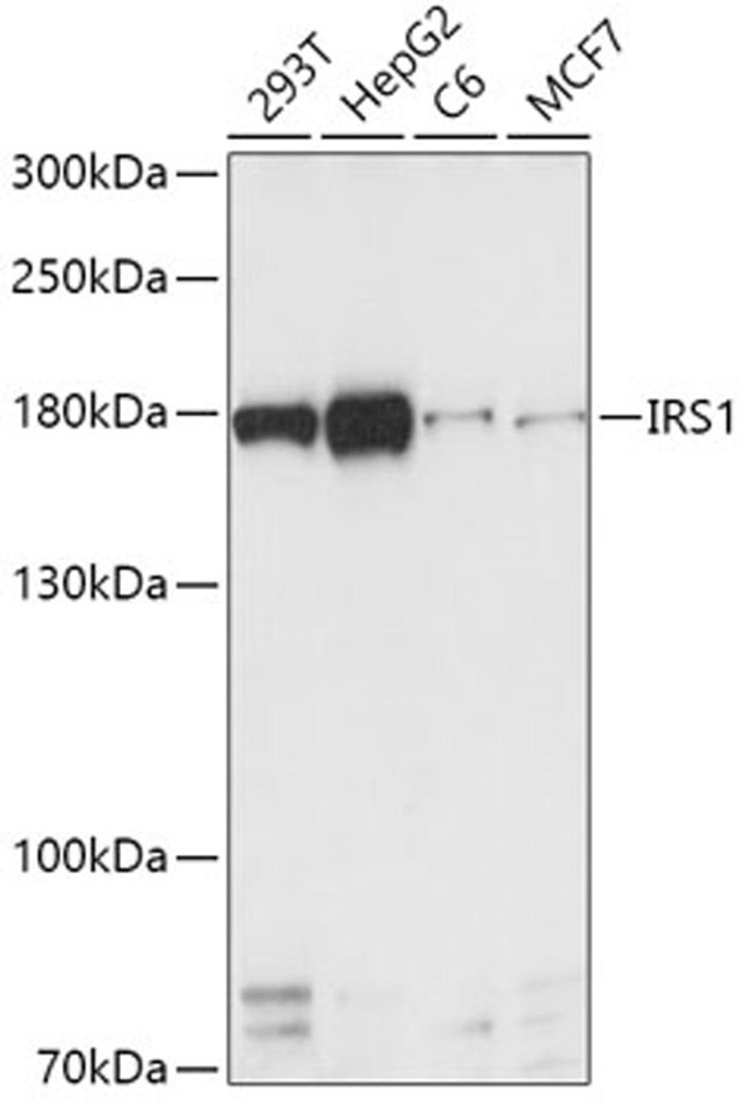 Western blot - IRS1 antibody (A16902)