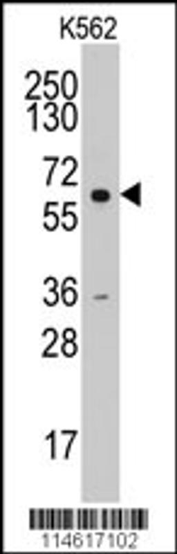 Western blot analysis of anti-CCNA2Pab in K562 cell line lysates (35ug/lane).