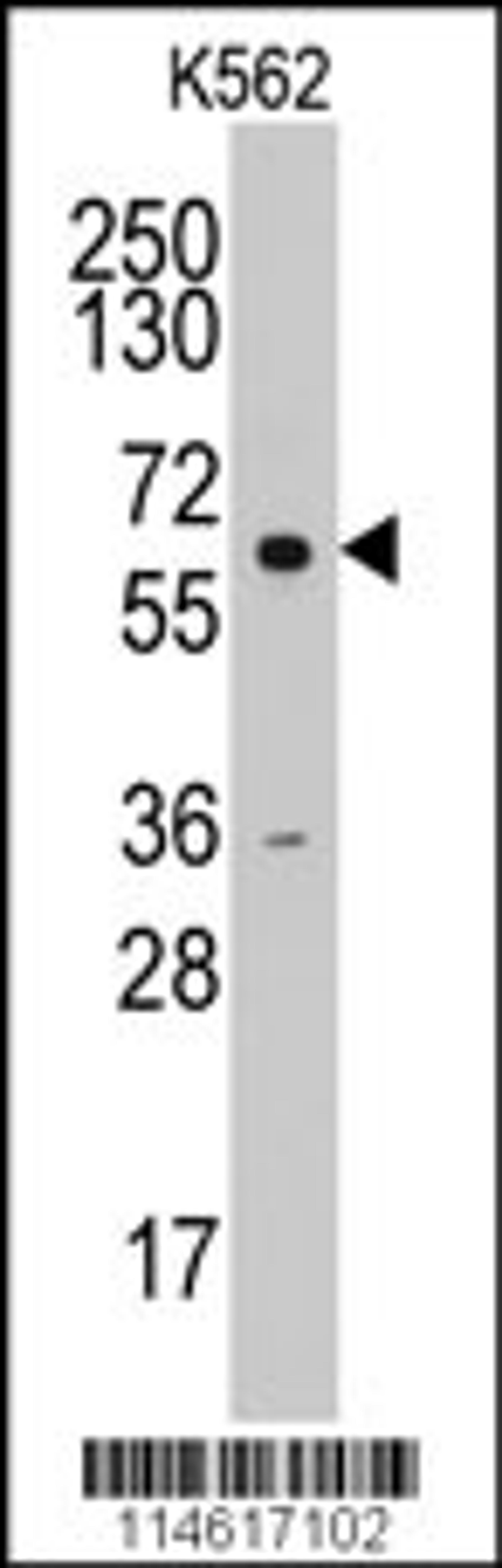 Western blot analysis of anti-CCNA2Pab in K562 cell line lysates (35ug/lane).