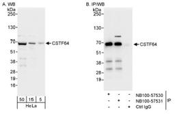 Western Blot: Cleavage stimulation factor 2 Antibody [NB100-57531] - Whole cell lysate (5, 15 and 50 ug for WB; 1 mg for IP, 20% of IP loaded) from HeLa cells.  NB100-57531 used for WB at 0.04 ug/ml (A) and 0.1 ug/ml (B) and used for IP at 3 ug/mg lysate. CSTF64 was also immunoprecipitated by rabbit anti-CSTF64 antibody NB100-57530, which recognizes an upstream epitope.