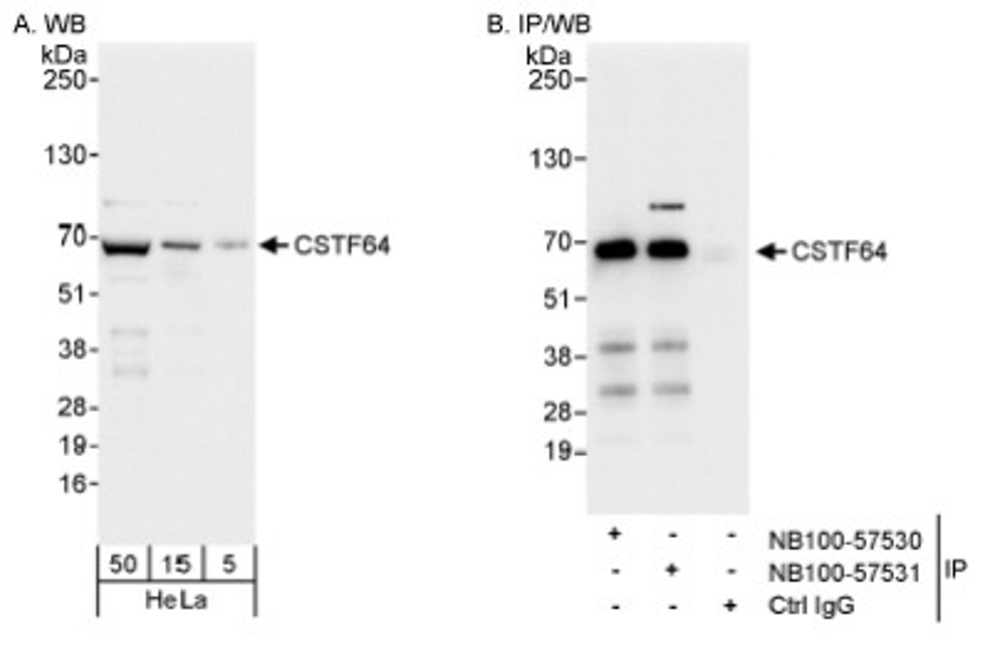 Western Blot: Cleavage stimulation factor 2 Antibody [NB100-57531] - Whole cell lysate (5, 15 and 50 ug for WB; 1 mg for IP, 20% of IP loaded) from HeLa cells.  NB100-57531 used for WB at 0.04 ug/ml (A) and 0.1 ug/ml (B) and used for IP at 3 ug/mg lysate. CSTF64 was also immunoprecipitated by rabbit anti-CSTF64 antibody NB100-57530, which recognizes an upstream epitope.