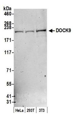 Detection of human and mouse DOCK9 by western blot.