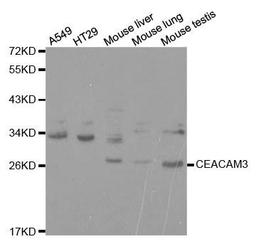 Western blot analysis of extracts of various cell lines using CEACAM3 antibody