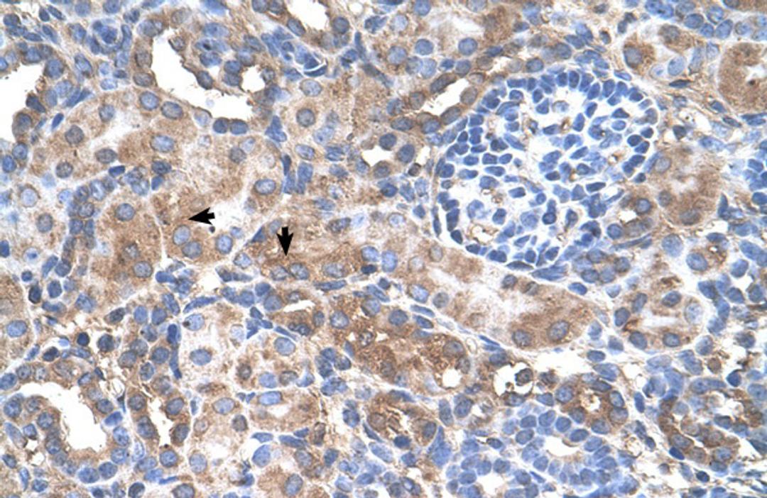 Antibody used in IHC on Human kidney.