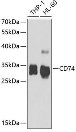 Western blot - CD74 antibody (A5667)