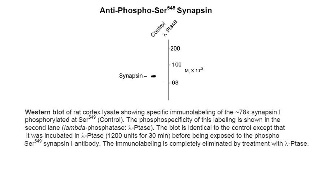 Western blot of rat cortex lysate showing specific immunolabeling of the ~78k synapsin I phosphorylated at Ser549 (Control). The phosphospecificity of this labeling is shown in the second lane (lambda-phosphatase: lamda-Ptase). The blot is identical to th