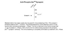 Western blot of rat cortex lysate showing specific immunolabeling of the ~78k synapsin I phosphorylated at Ser549 (Control). The phosphospecificity of this labeling is shown in the second lane (lambda-phosphatase: lamda-Ptase). The blot is identical to th