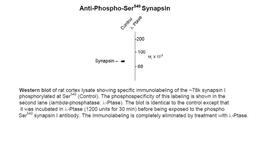 Western blot of rat cortex lysate showing specific immunolabeling of the ~78k synapsin I phosphorylated at Ser549 (Control). The phosphospecificity of this labeling is shown in the second lane (lambda-phosphatase: lamda-Ptase). The blot is identical to th
