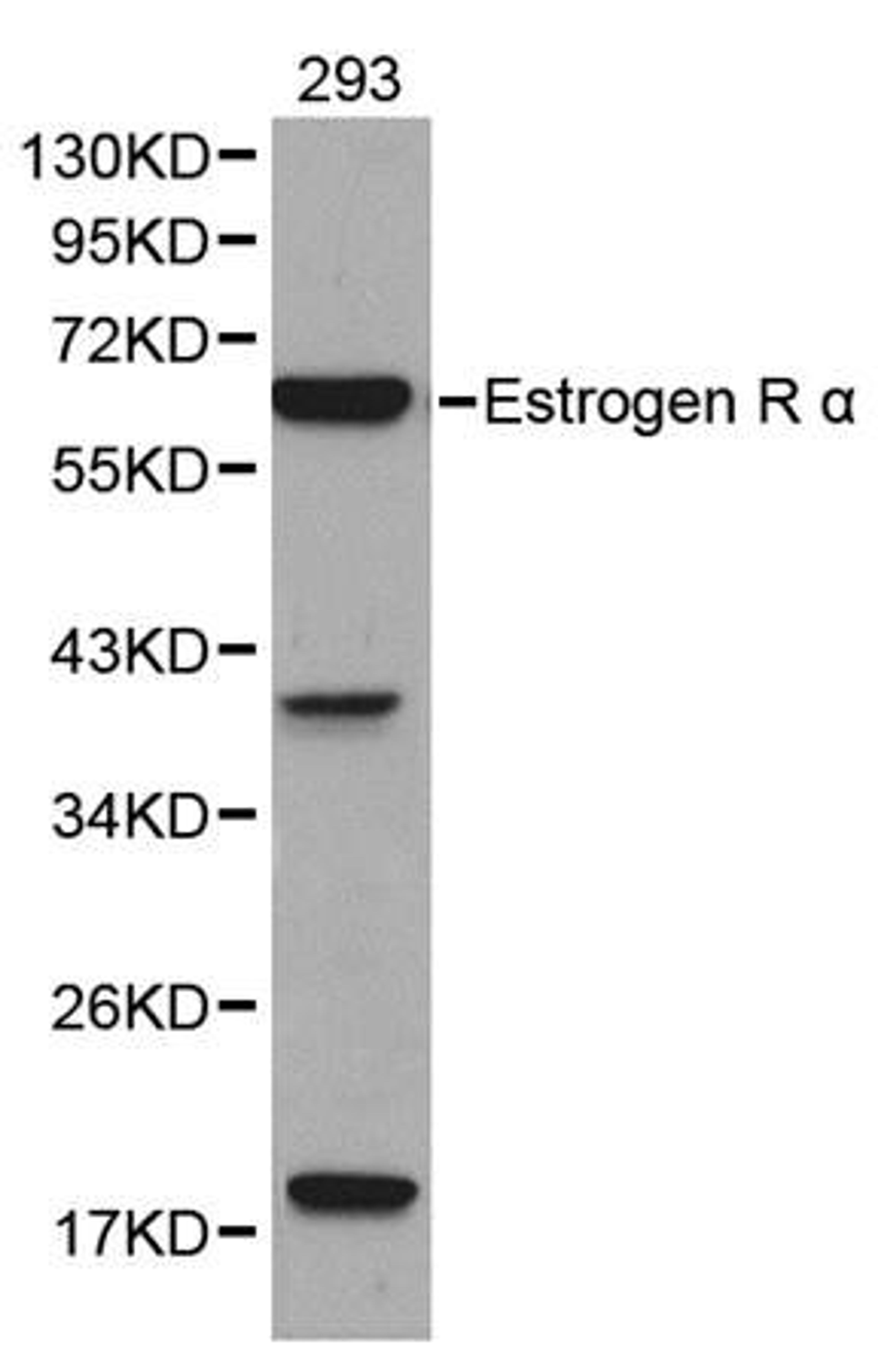 Western blot analysis of extracts of 293 cell line lysates using Estrogen Receptor alpha antibody