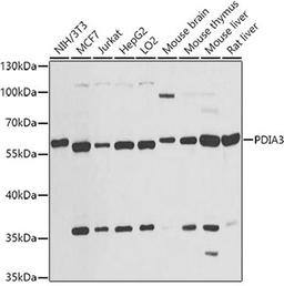 Western blot - PDIA3 antibody (A1085)