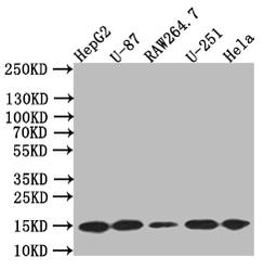 Western Blot. Positive WB detected in: HepG2 whole cell lysate,U87 whole cell lysate,RAW264.7 whole cell lysate,U251 whole cell lysate,Hela whole cell lysate. All lanes: LC3B antibody at 1:500. Secondary. Goat polyclonal to rabbit IgG at 1/50000 dilution. Predicted band size: 15 kDa. Observed band size: 15 kDa. 