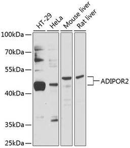 Western blot - ADIPOR2 antibody (A12777)