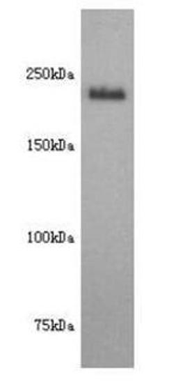 Western blot analysis of human fetal brain Tissue using NCAML1 antibody