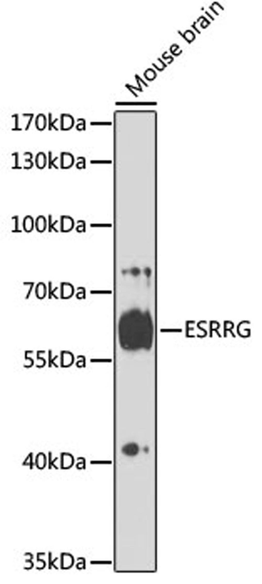 Western blot - ESRRG antibody (A16373)