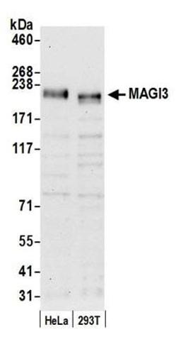 Detection of human MAGI3 by western blot.