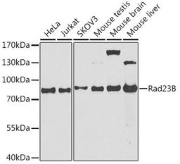 Western blot - Rad23B antibody (A1034)