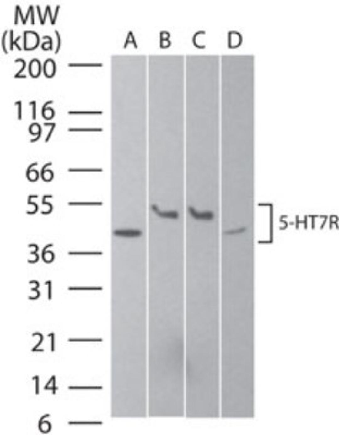 Western Blot: 5HT7 Receptor Antibody [NB100-56352] - analysis of 5-HT7R in A) human brain, B) mouse brain, C) rat brain, and D) human SK-N-SH neuroblastoma cell lysate using this antibody.