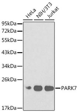 Western blot - PARK7 antibody (A0987)