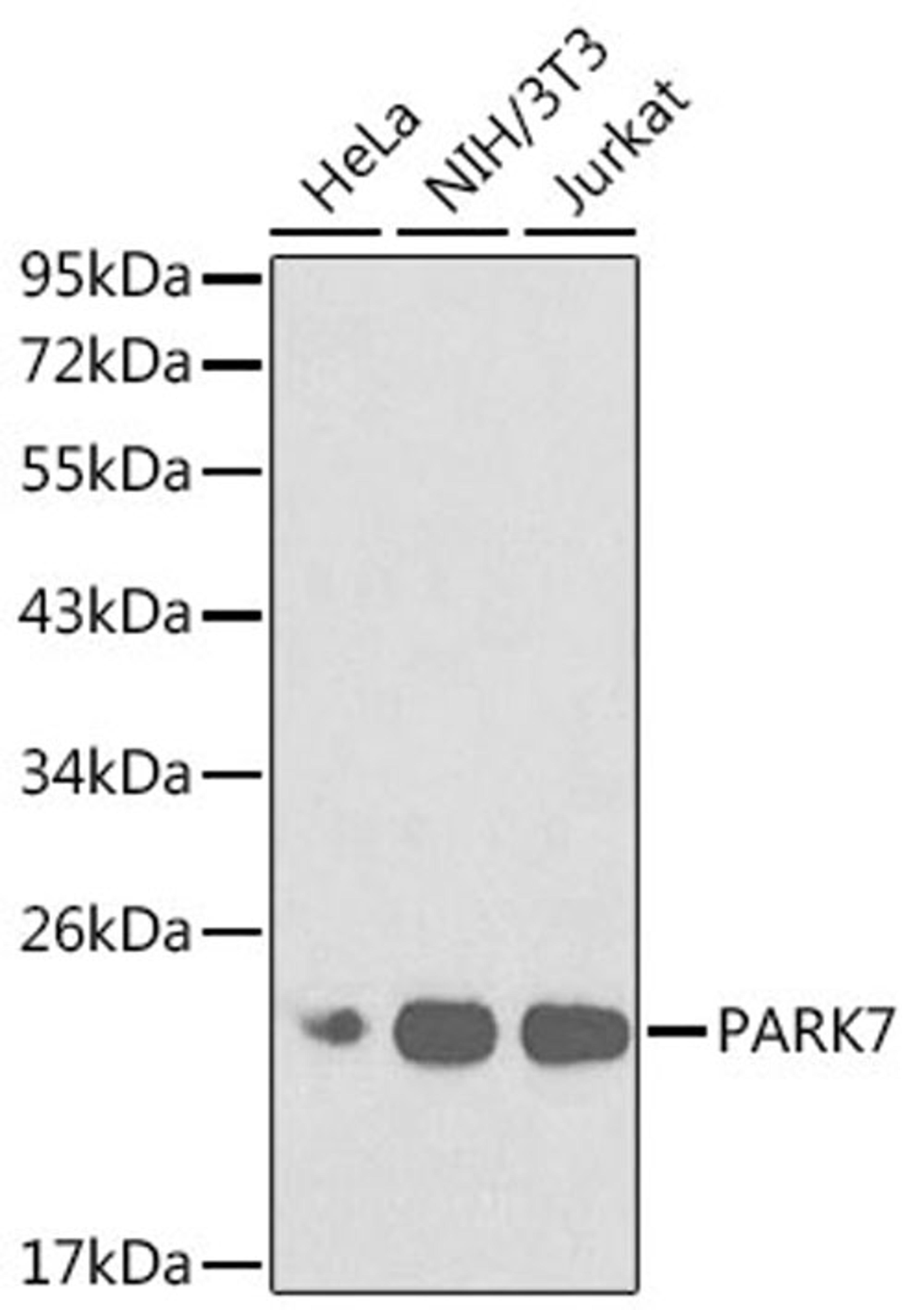 Western blot - PARK7 antibody (A0987)