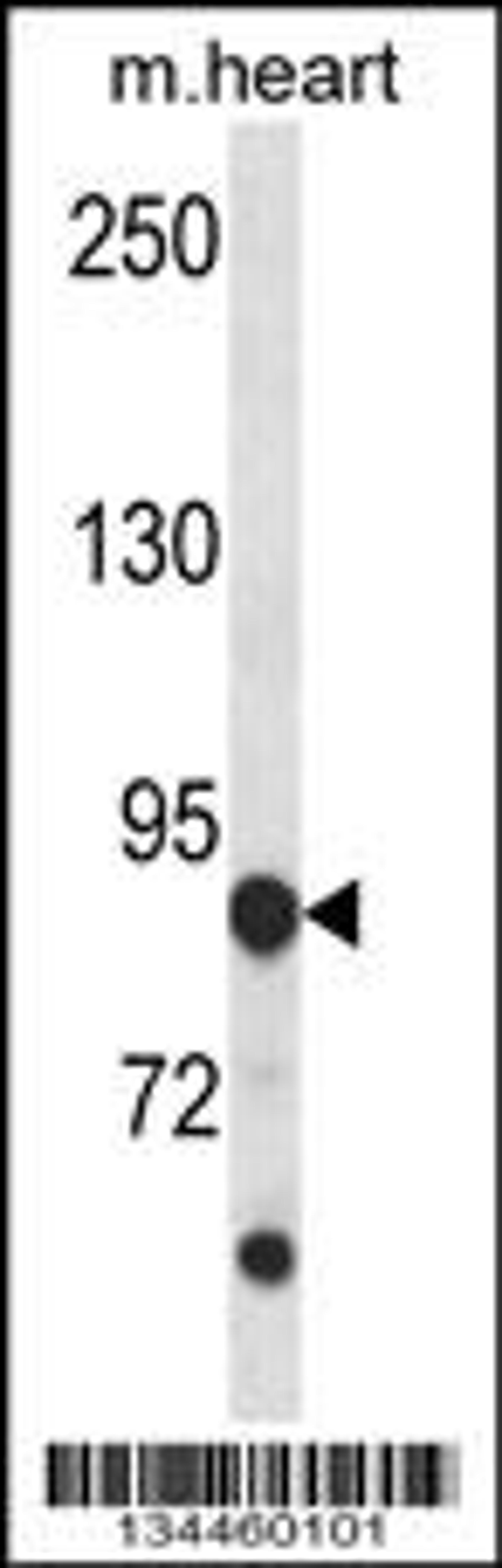 Western blot analysis in mouse heart tissue lysates (35ug/lane).