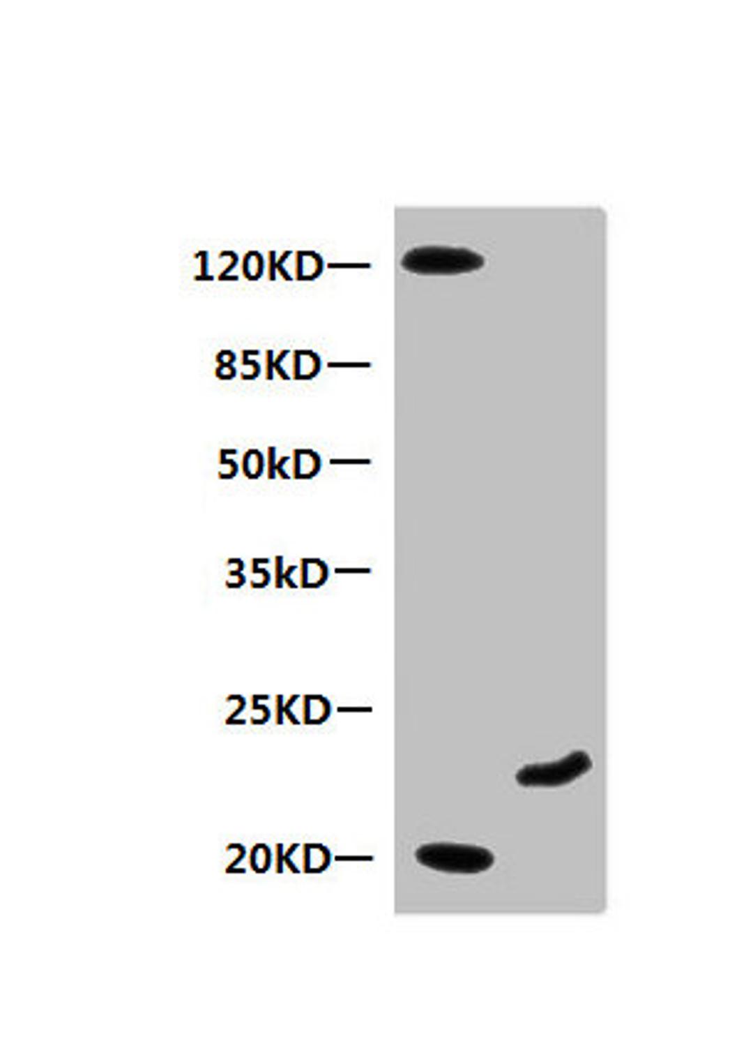 Western Blot. All lanes: Mouse anti-Human Myoglobin monoclonal antibody at 0.3µg/ml. Lane 1: Mouse heart muscle lysate. Lane 2: Recombinant Myoglobin at 10µg. Secondary HRP labeled Goat polyclonal to Mouse IgG at 1/3000 dilution. Predicted band size: 18 kDa. Observed band size: 20 kDa. Additional bands at: 120 kDa. 