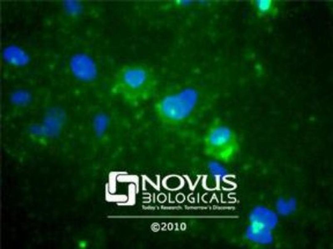 Immunocytochemistry/Immunofluorescence: TMEM97 Antibody [NBP1-30436] - Saining in Hela cells detected with a Dylight 488 labeled secondary antibody (Green) with Hoechst 33258 nuclear counterstain (Blue).