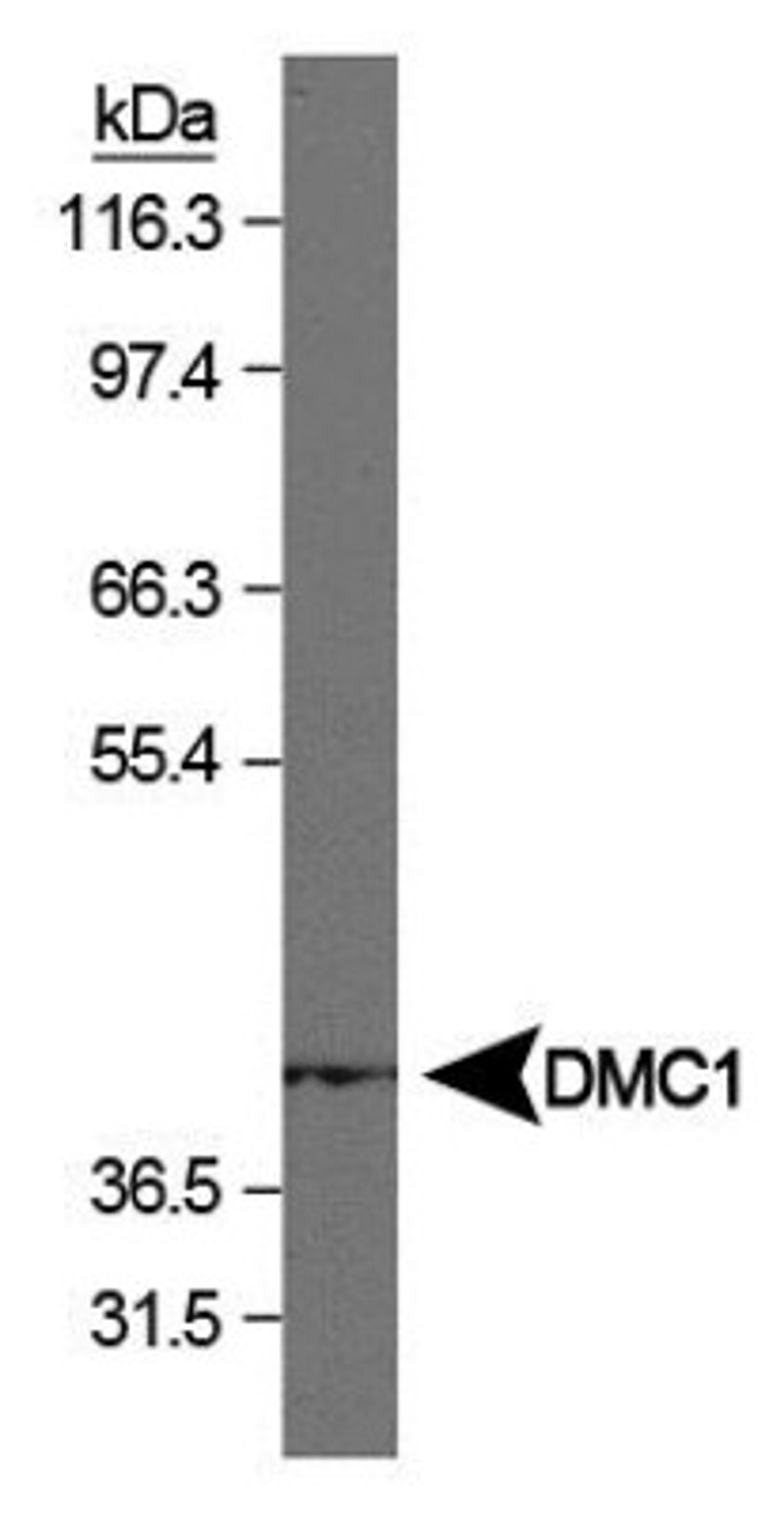 Western Blot: DMC1 Antibody (1D12/4) [NB100-181] - Analysis of DMC1 on human testis using NB100-181.