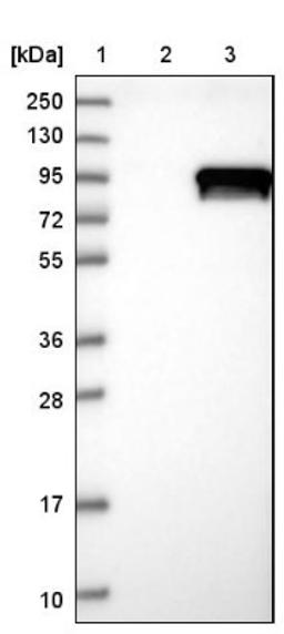 Western Blot: DDX50 Antibody [NBP1-83311] - Lane 1: Marker [kDa] 250, 130, 95, 72, 55, 36, 28, 17, 10<br/>Lane 2: Negative control (vector only transfected HEK293T lysate)<br/>Lane 3: Over-expression lysate (Co-expressed with a C-terminal myc-DDK tag (~3.1 kDa) in mammalian HEK293T cells, LY411421)