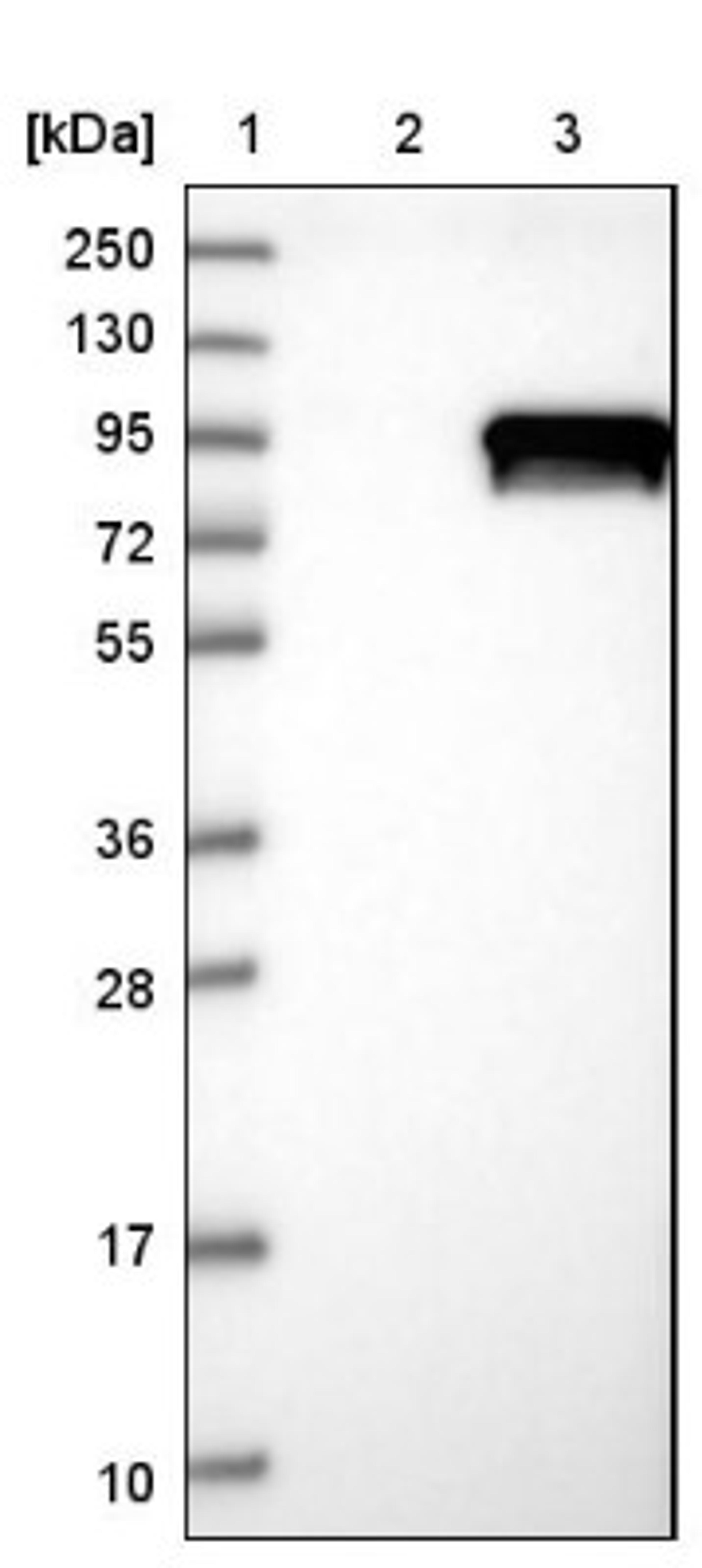 Western Blot: DDX50 Antibody [NBP1-83311] - Lane 1: Marker [kDa] 250, 130, 95, 72, 55, 36, 28, 17, 10<br/>Lane 2: Negative control (vector only transfected HEK293T lysate)<br/>Lane 3: Over-expression lysate (Co-expressed with a C-terminal myc-DDK tag (~3.1 kDa) in mammalian HEK293T cells, LY411421)